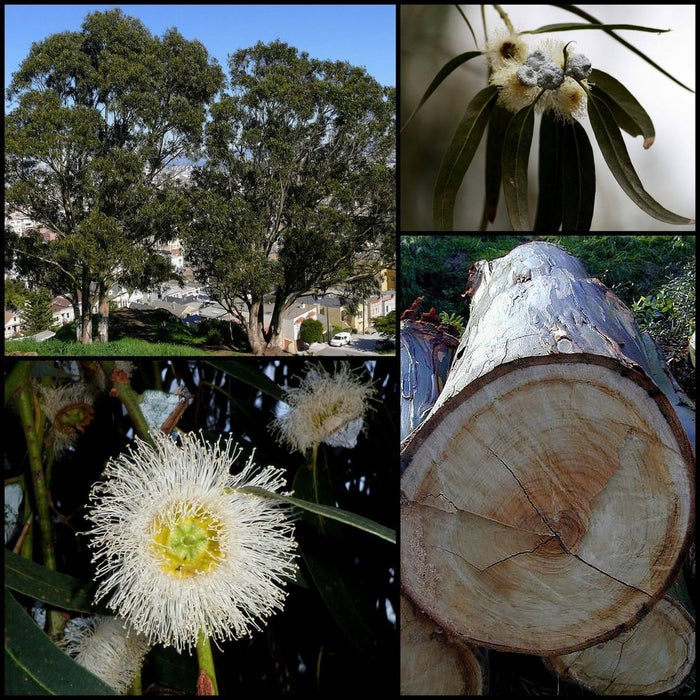Eucalyptus globulus 'Tasmanian Blue Gum' Seeds
