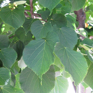 Tilia Cordata 'Greenspire Linden Tree' Seeds