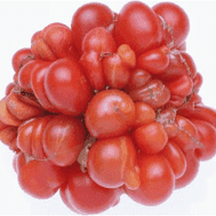 Tomato 'Reistomate' Very Rare & Unusual Seeds