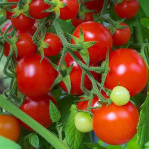 Tomato 'Tommee Toe Red' Seeds