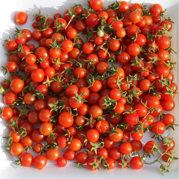 Tomato 'Tommee Toe Red' Seeds