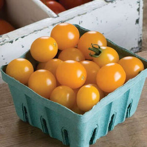 Tomato 'Tommee Toe Yellow' Seeds