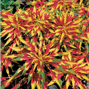 Amaranthus 'Tricolor Perfecta' Seeds