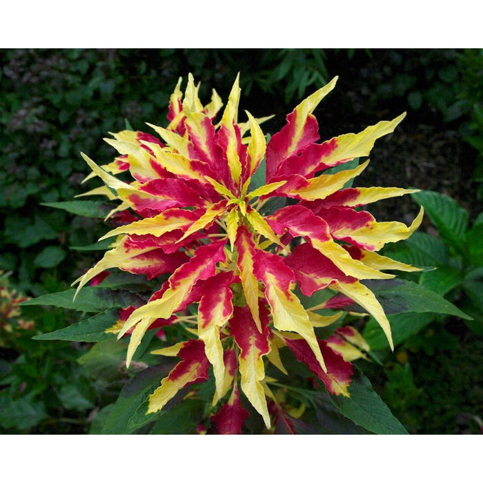 Amaranthus 'Tricolor Perfecta' Seeds