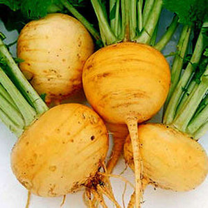 Turnip 'Golden Globe' Seeds