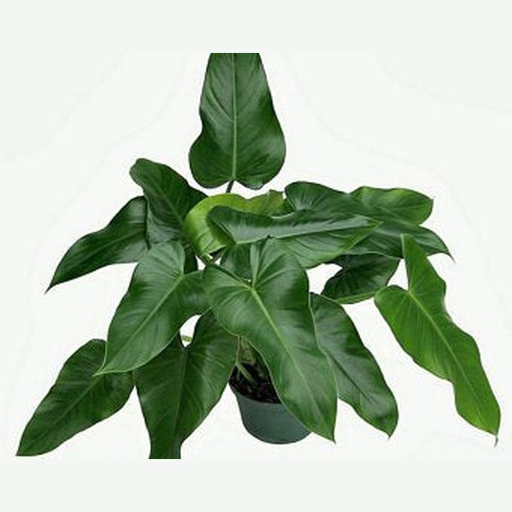 Philodendron Tuxla Seeds  D&H Seed Harvest Co
