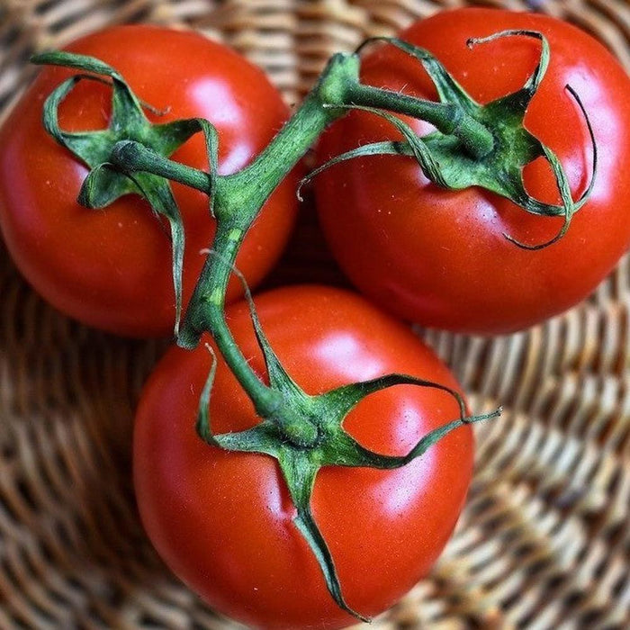 Tomato 'Umbruek' Seeds
