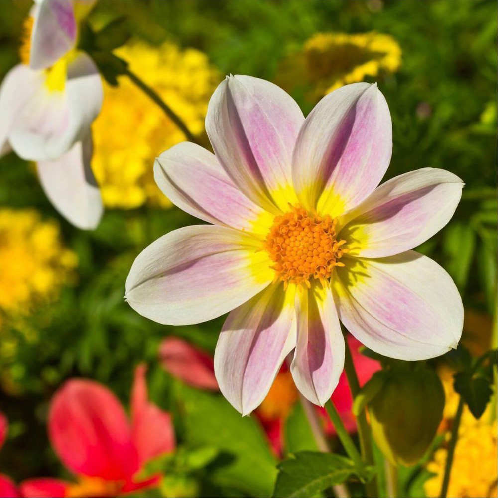 seed dahlia unwin mix Dahlia 'Unwin Bedding Mix' – D&H Seed Harvest Co