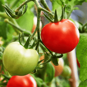 Tomato 'Valiant'  Seeds