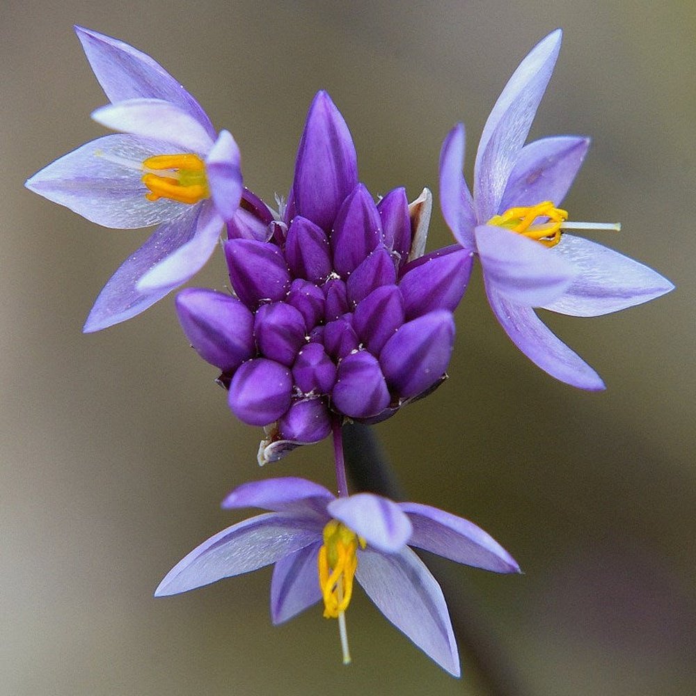 vanilla lily flower Sowerbaea juncea 'Vanilla Lily' Seeds – D&H Seed Harvest Co