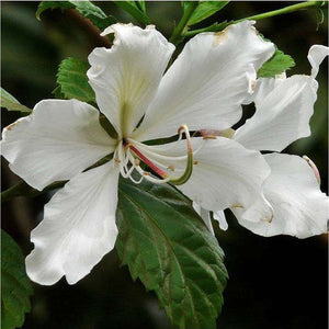 Bauhinia Variegata Alba 'White Orchid Tree' Seed