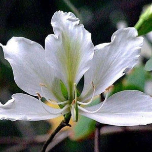 Bauhinia Variegata Alba 'White Orchid Tree' Seed