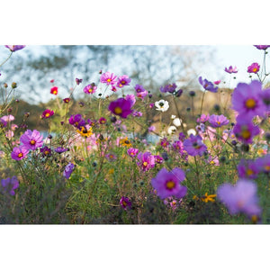 Wildflowers | Seed & Vermiculite Sprinkle Mix 100g