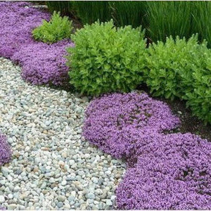 Thymus Serpyllum ‘Wild Thyme’ Seeds