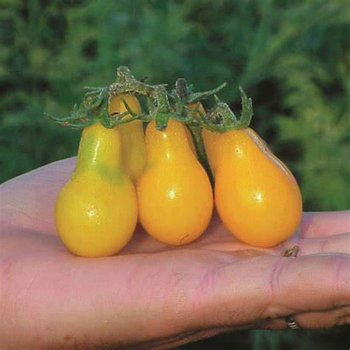 Tomato 'Yellow Pear' Seeds