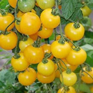 Tomato 'Yellow Cherry Honey Bee' Seeds