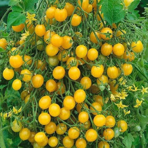 Tomato 'Yellow Currant' Seeds