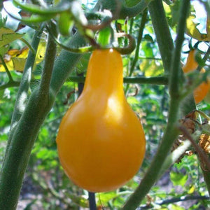 Tomato 'Yellow Pear' Seeds