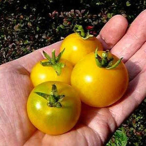 Tomato 'Yellow Perfection' Seeds