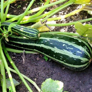 Zucchni 'CocoZelle' Seeds