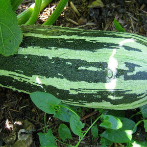 Zucchni 'CocoZelle' Seeds